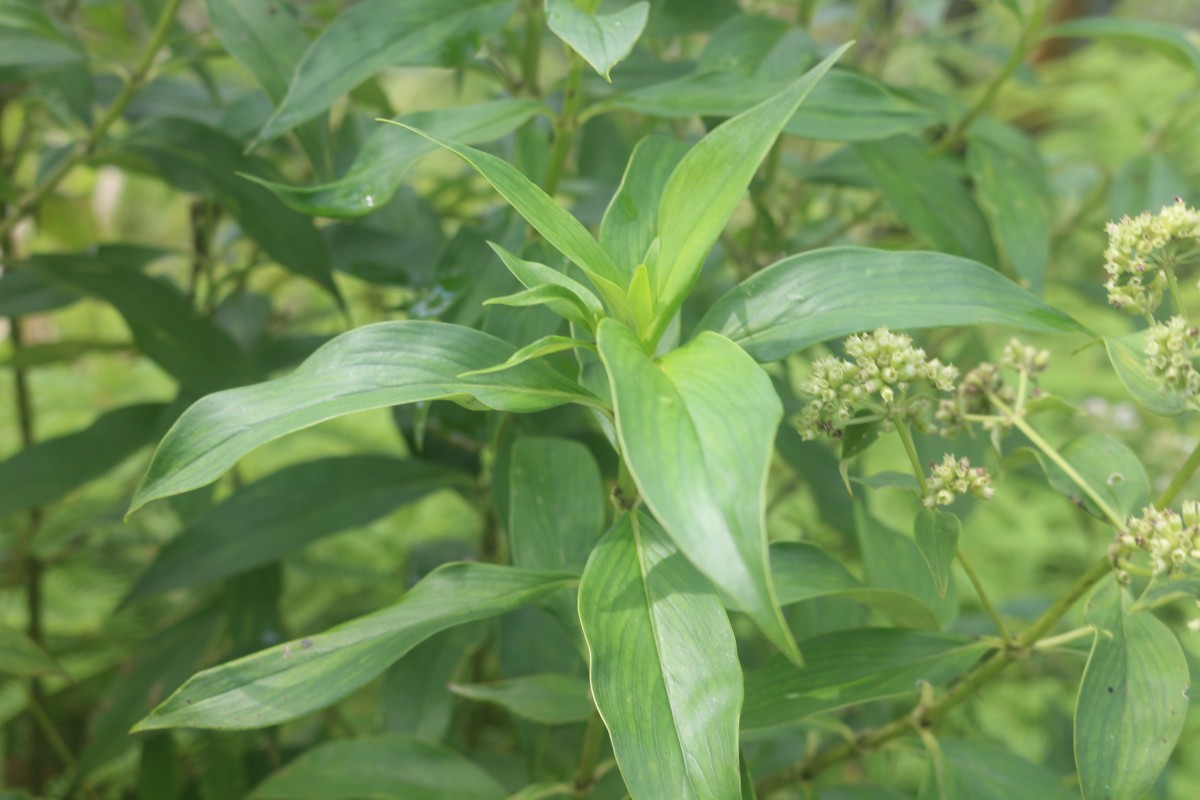 Hedyotis fruticosa L.